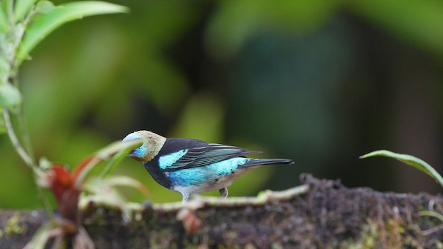 Golden-hooded Tanager - ML497148381