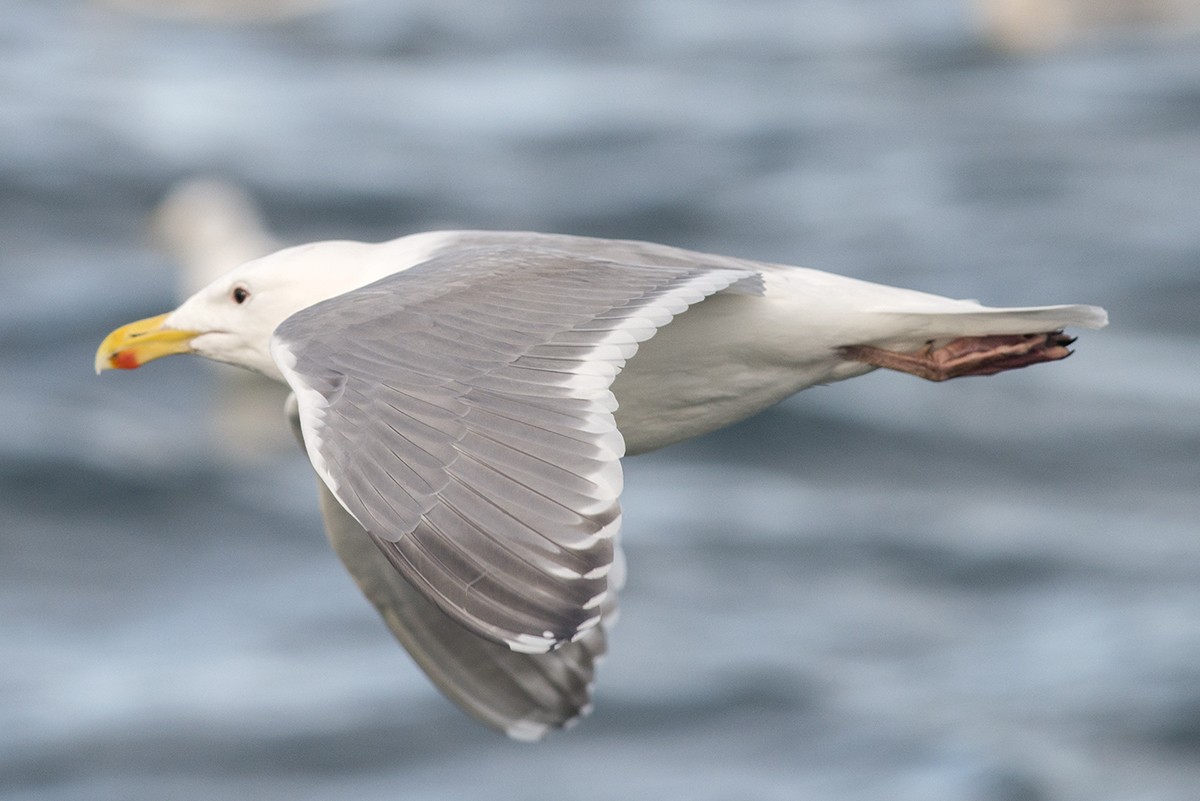 Western x Glaucous-winged Gull (hybrid) - Bernardo Alps