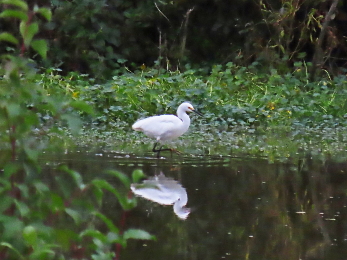 Snowy Egret - ML497149351