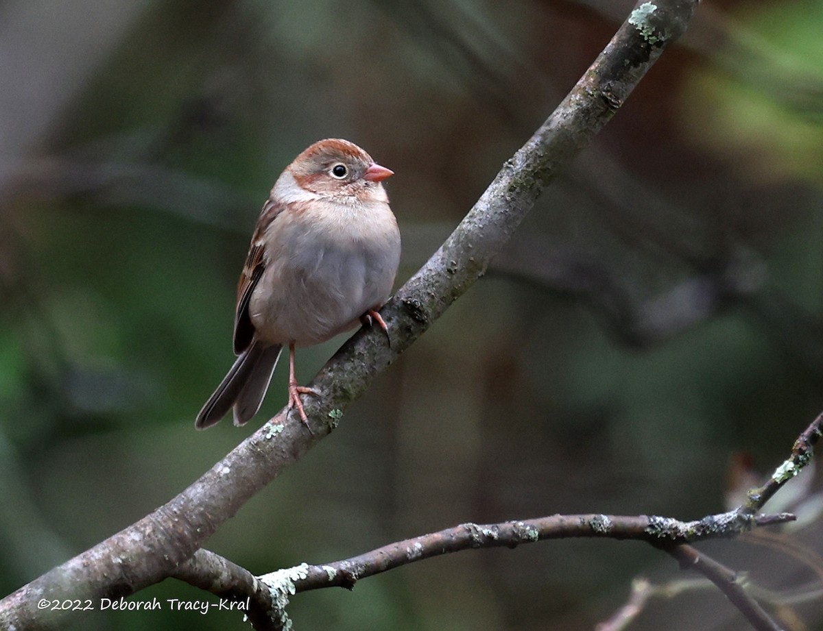 Field Sparrow - ML497149371