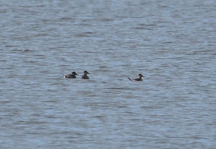 Ruddy Duck - Martin Bourbeau