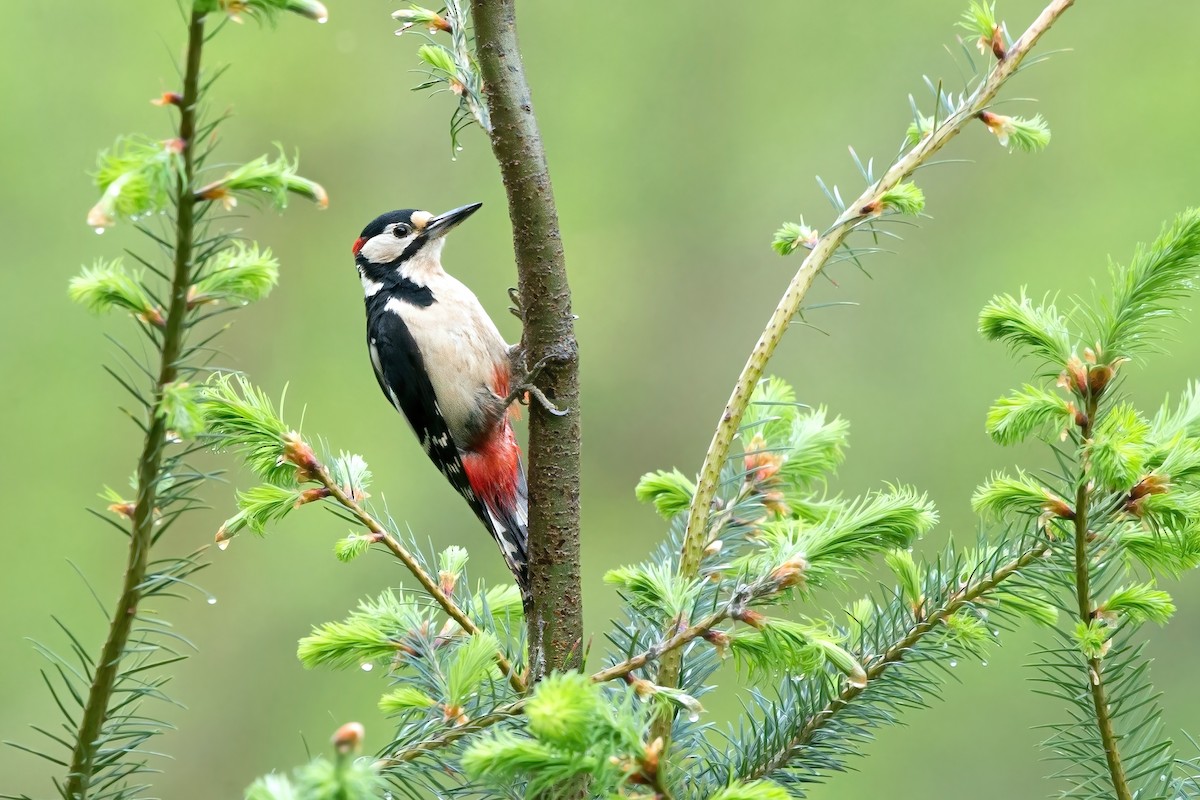 Great Spotted Woodpecker - ML497150541