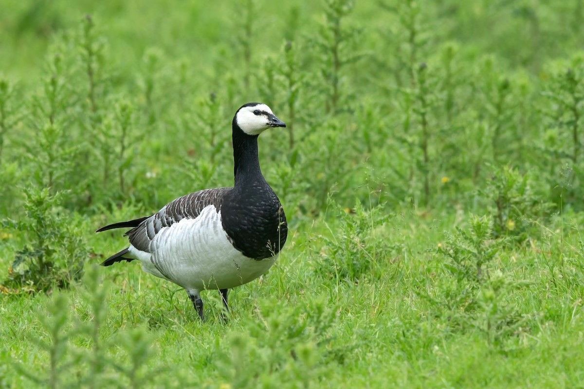 Barnacle Goose - ML497151781