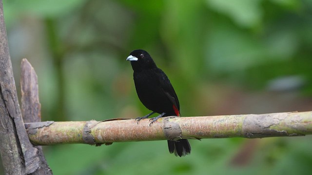 Scarlet-rumped Tanager - ML497152841