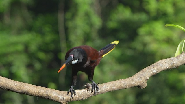 Montezuma Oropendola - ML497153231