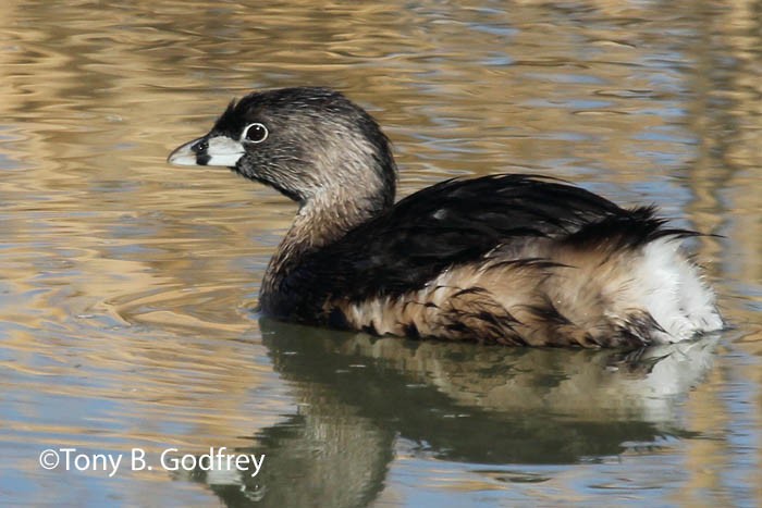 Pied-billed Grebe - Tony Godfrey