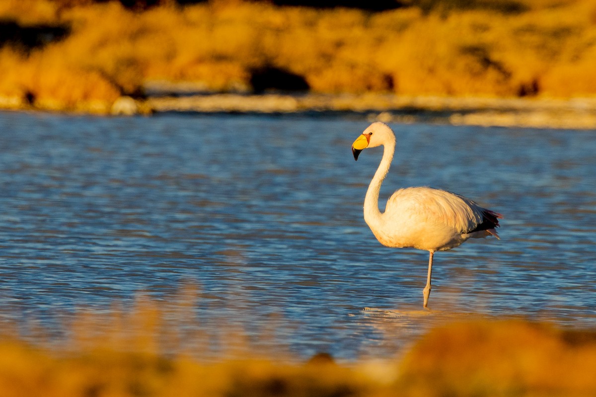 James's Flamingo - Pablo Andrés Cáceres Contreras