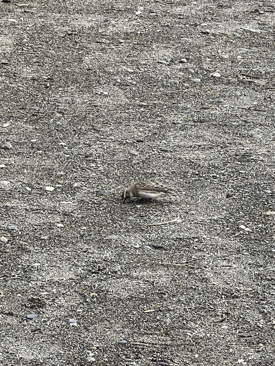 Allodola golagialla - ML497153861