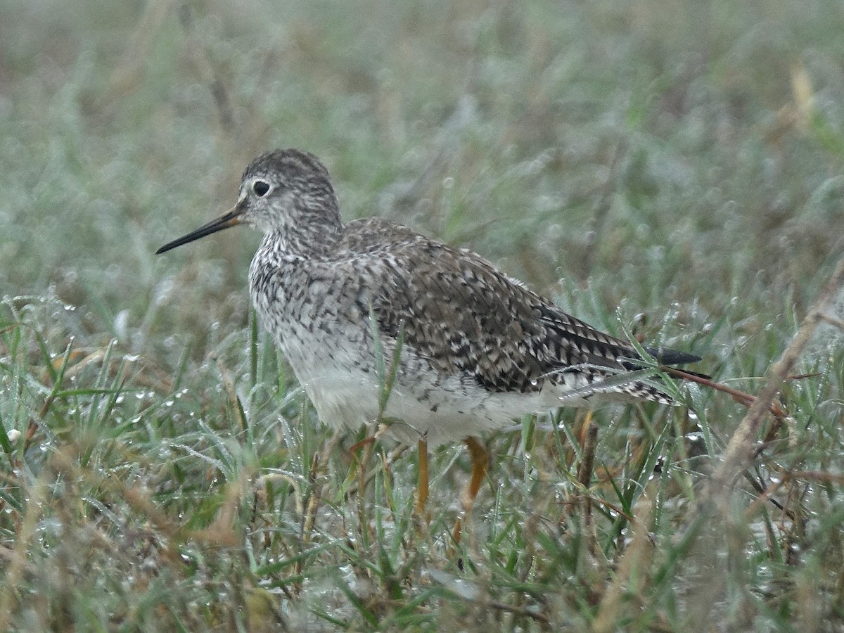 Lesser Yellowlegs - ML49715391