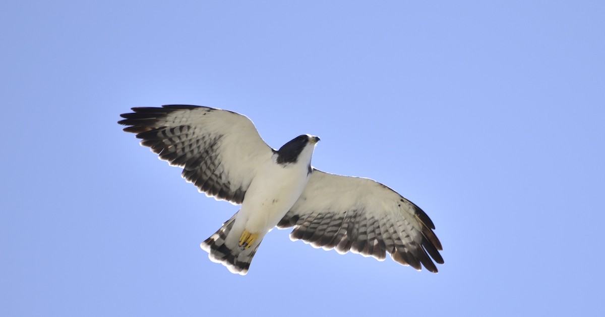 Short-tailed Hawk - Eduardo Vieira 17