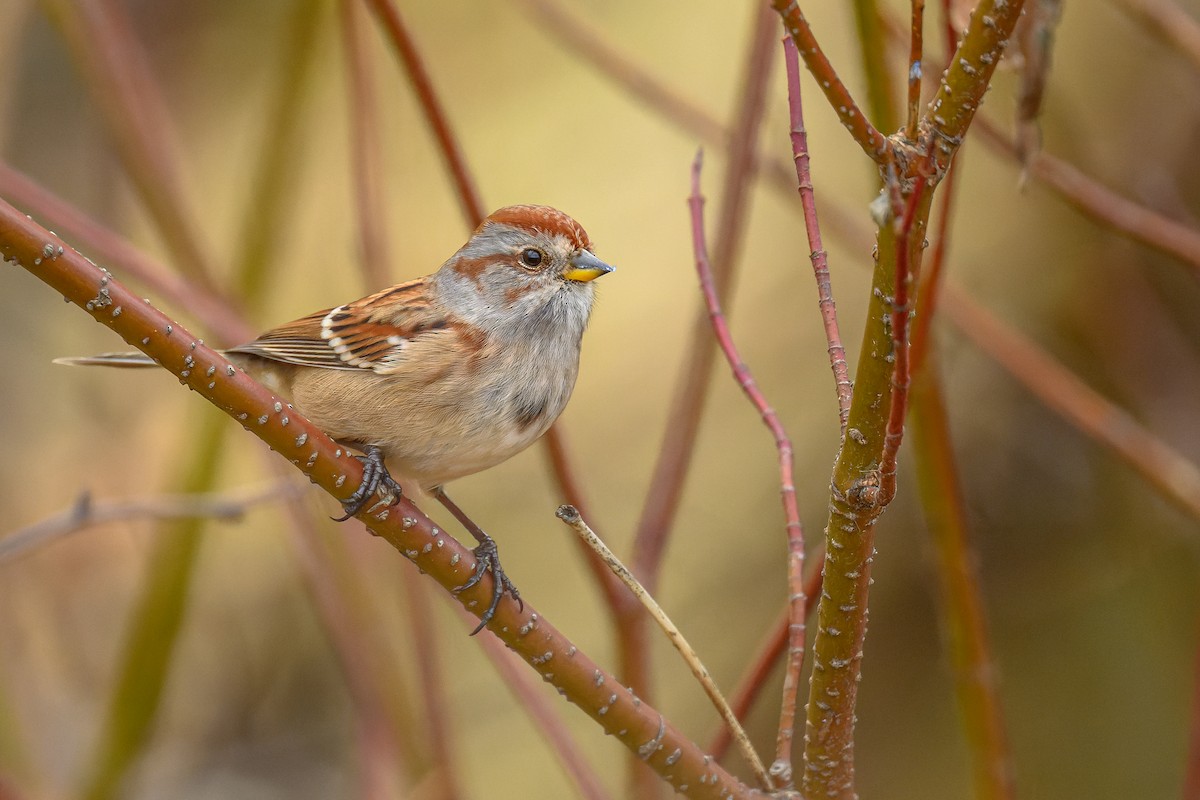 American Tree Sparrow - ML497154101