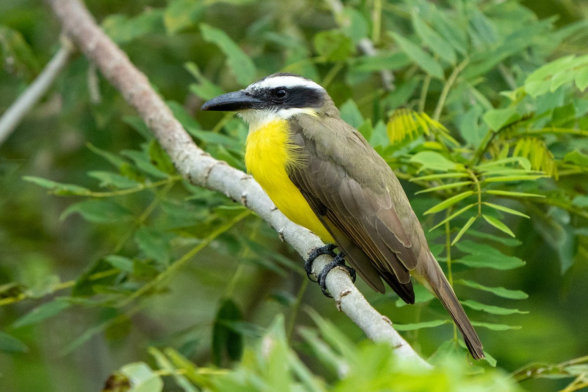 Boat-billed Flycatcher - Anthony Batista