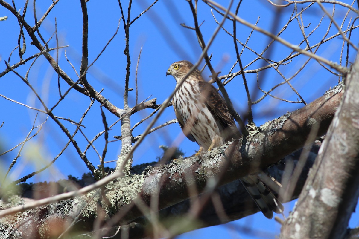 Sharp-shinned Hawk - ML497154311