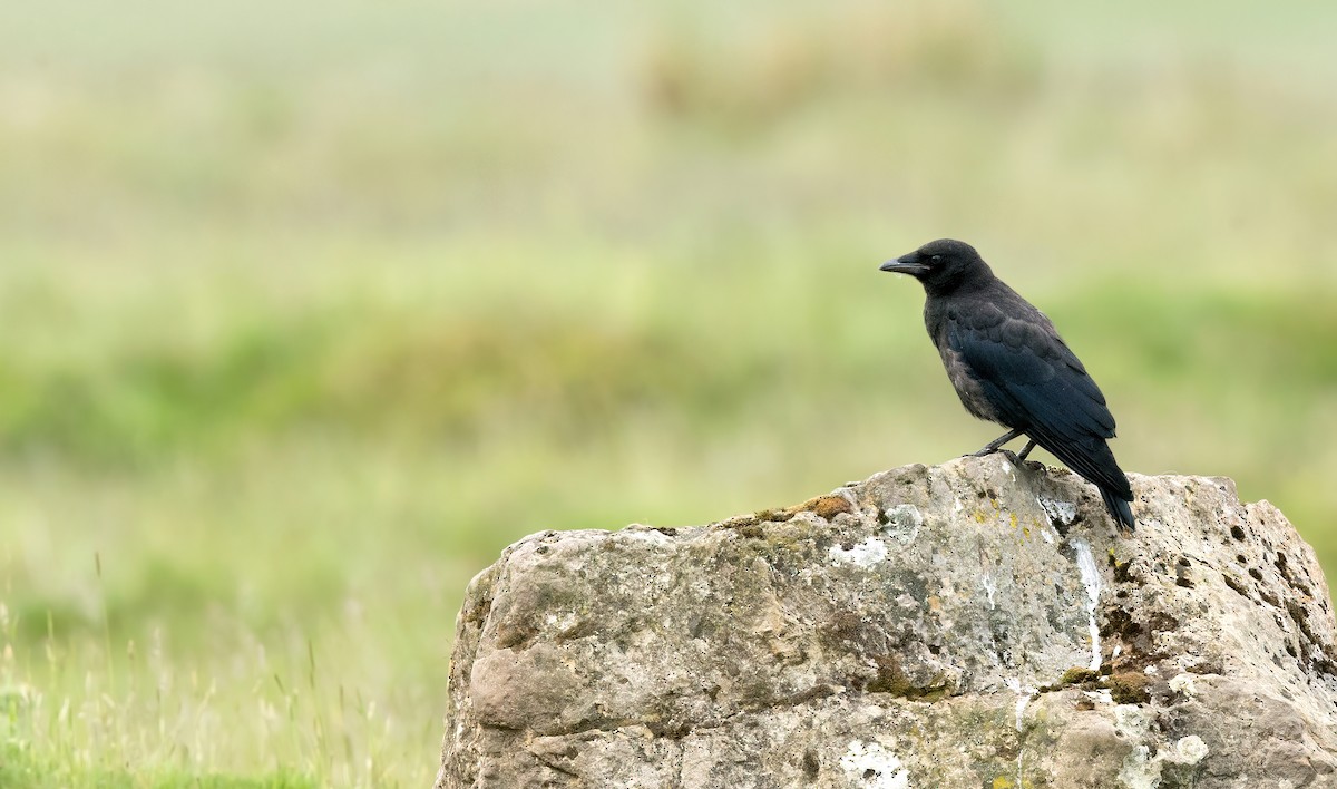 Carrion Crow - ML497154501