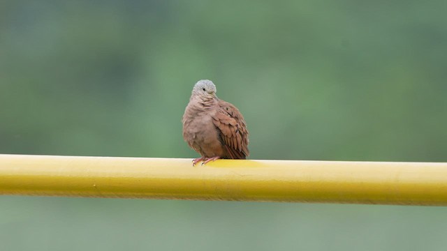 Ruddy Ground Dove - ML497154531