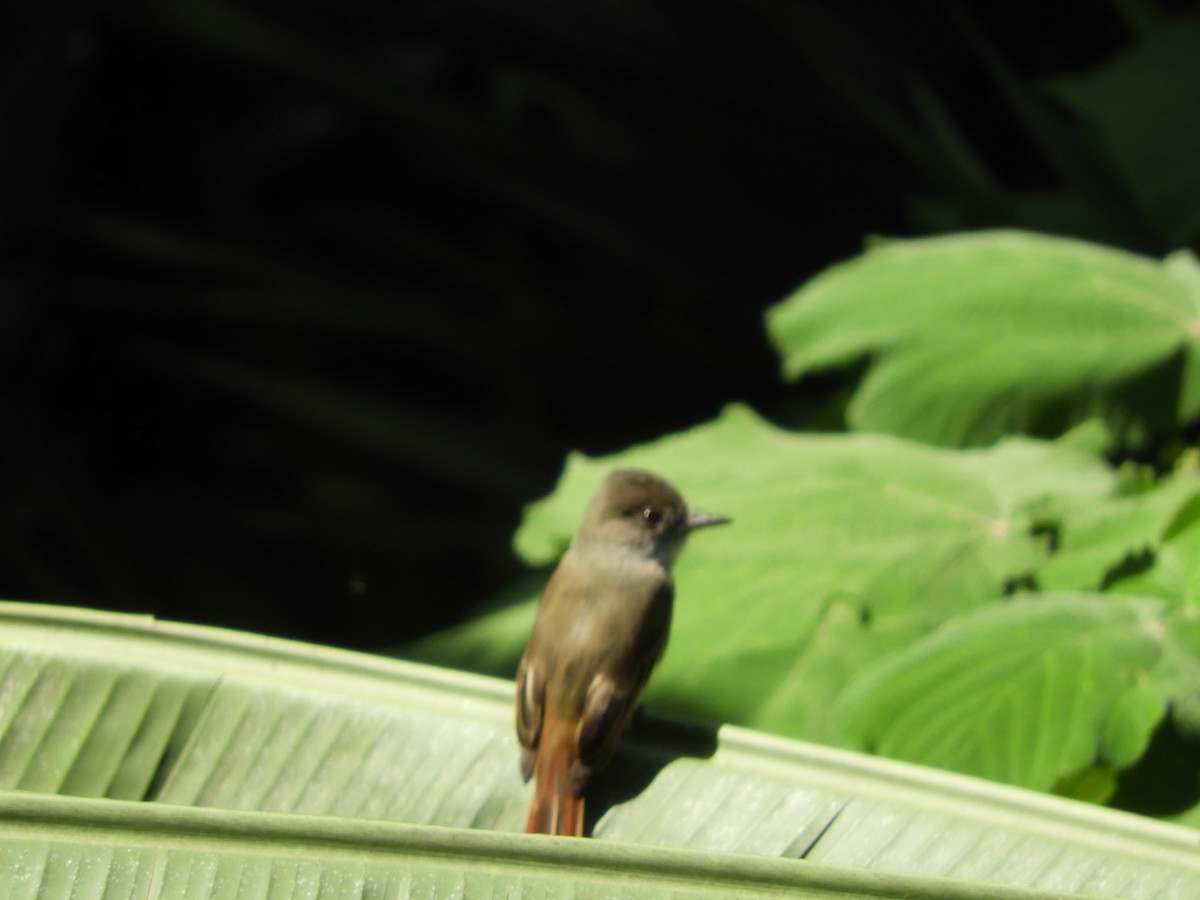 Yellow-bellied Flycatcher - ML497155881