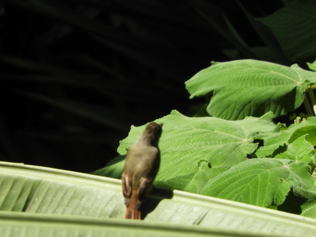 Yellow-bellied Flycatcher - ML497155891