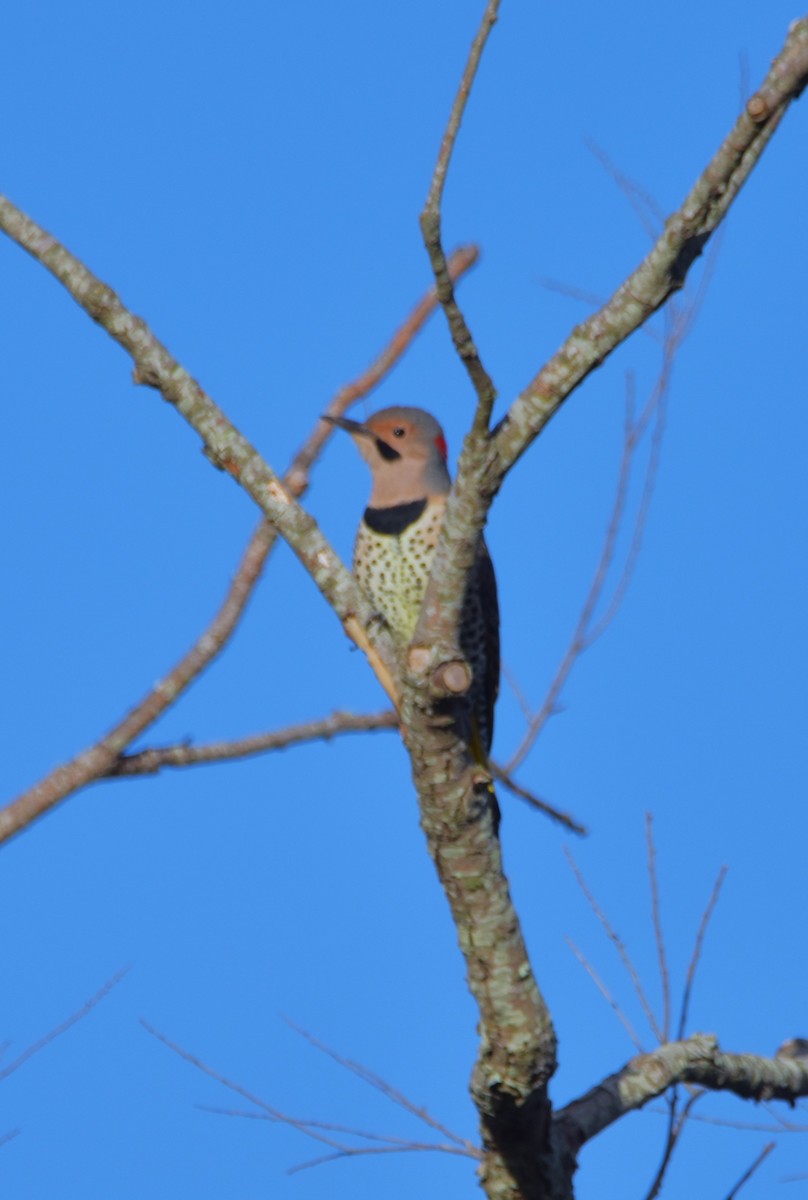 Northern Flicker (Yellow-shafted) - ML497157901