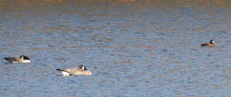 anatidé sp. (canard sp.) - ML497158041
