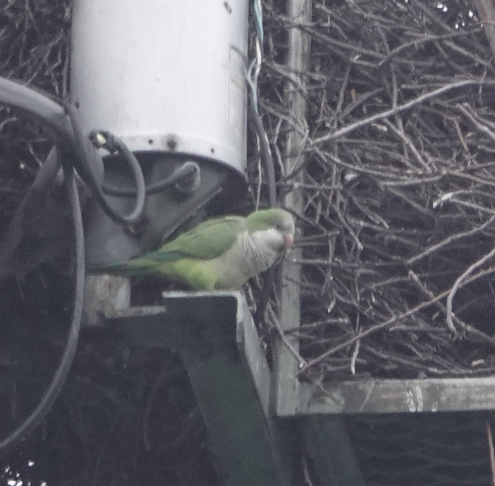 Monk Parakeet - ML497158471