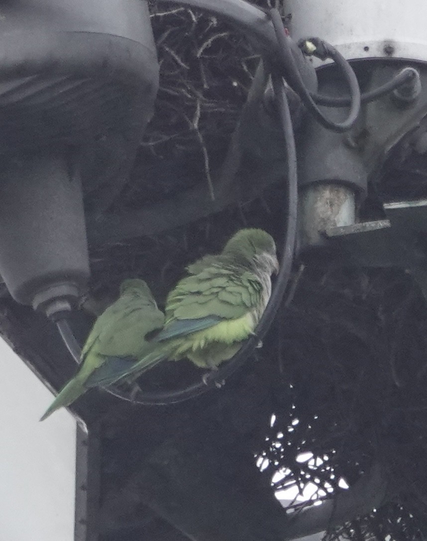 Monk Parakeet - ML497158481