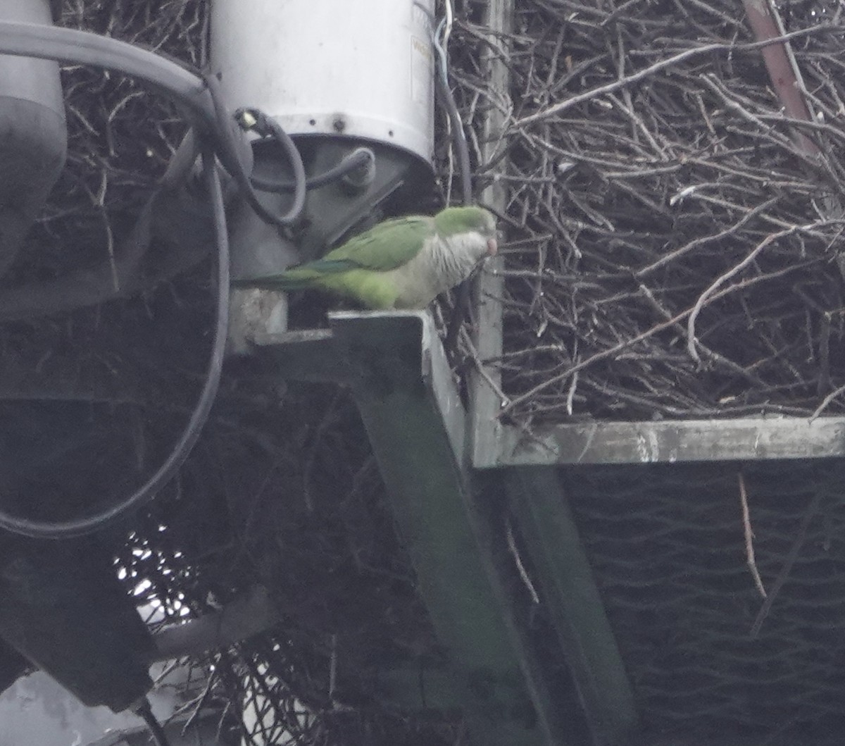 Monk Parakeet - ML497158501