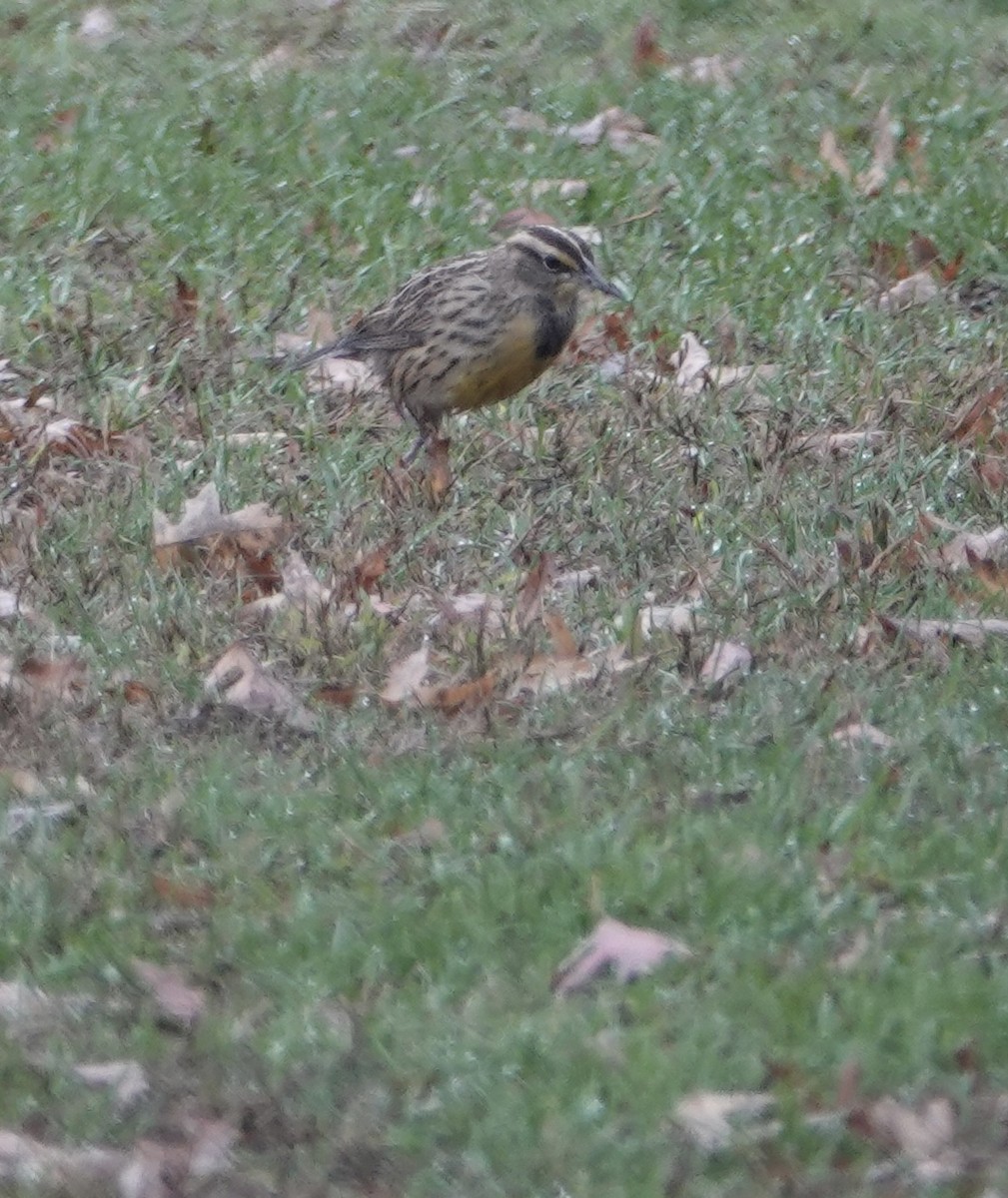 Eastern Meadowlark - ML497158761