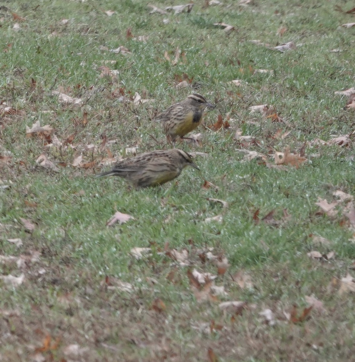 Eastern Meadowlark - ML497158771