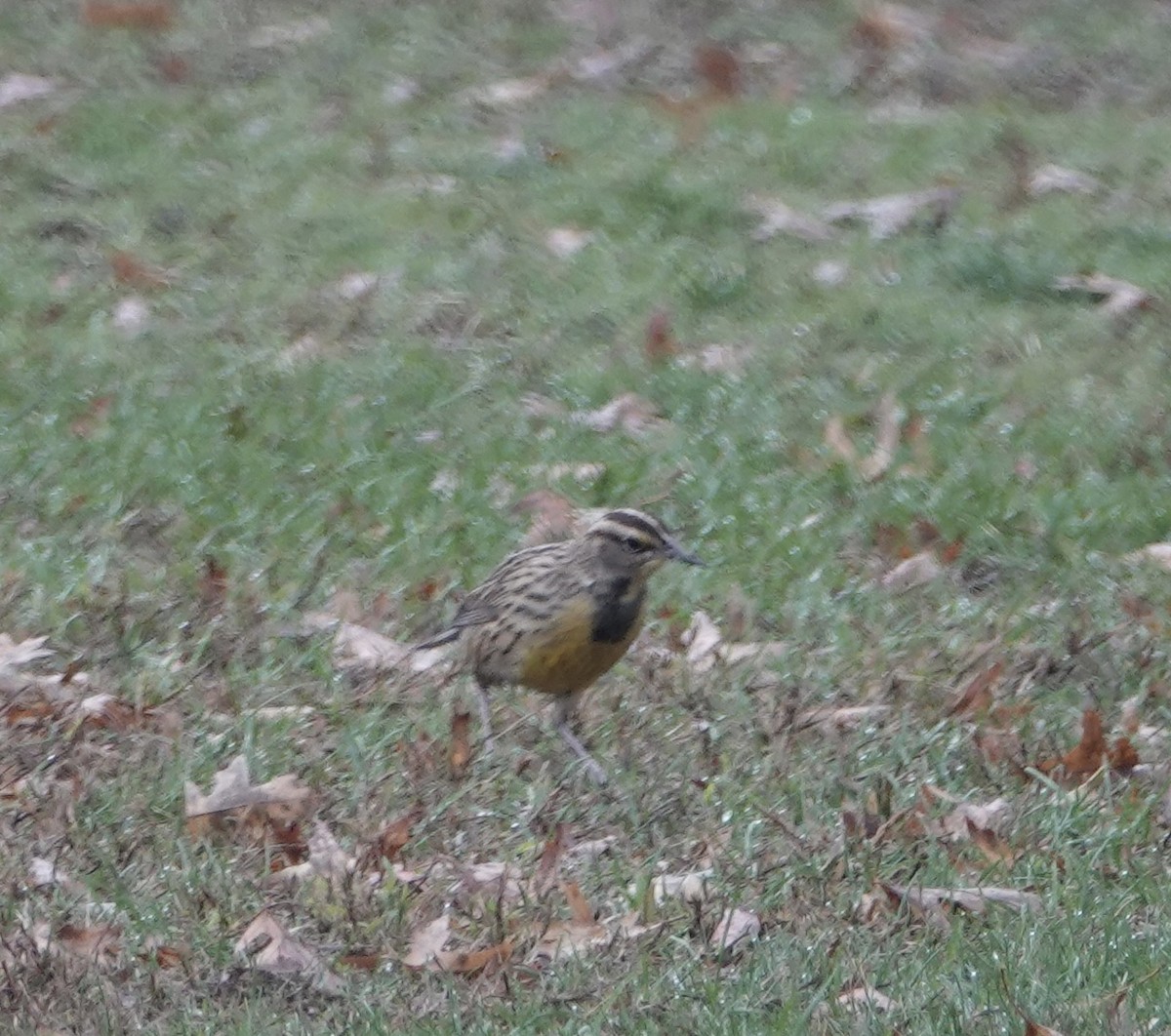 Eastern Meadowlark - ML497158781