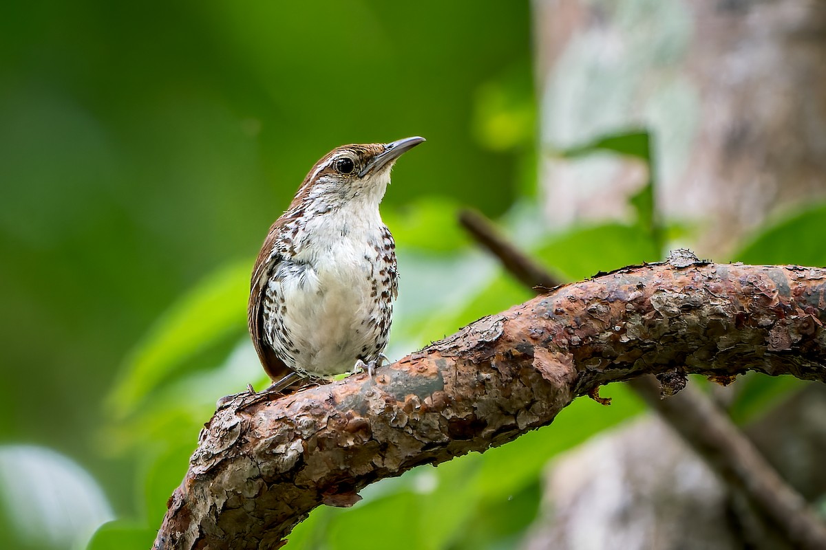 Banded Wren - Tyler Wenzel