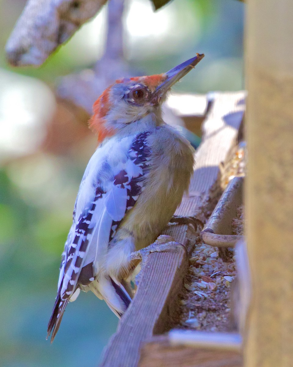 Red-bellied Woodpecker - ML497161541