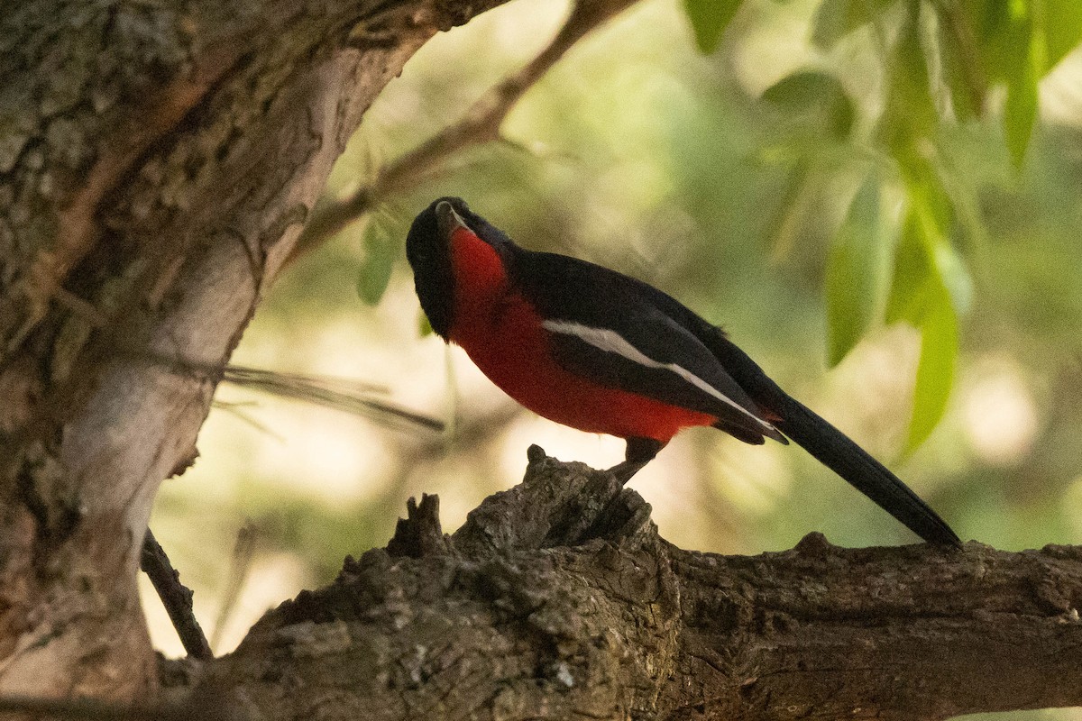 Crimson-breasted Gonolek - ML497162211