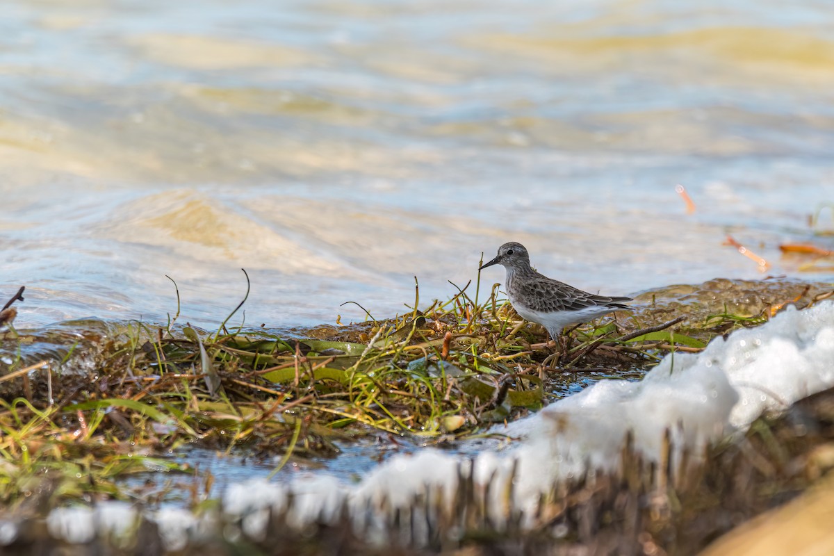 Least Sandpiper - Matt Saunders