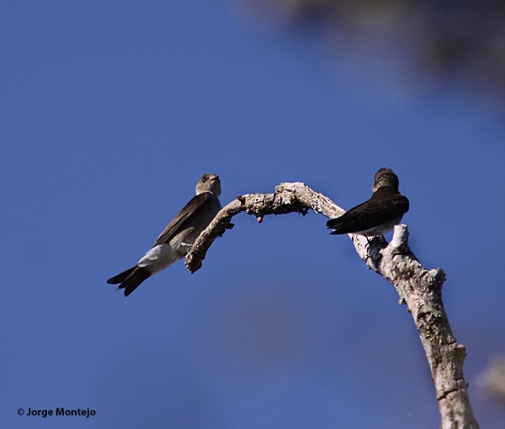 Northern Rough-winged Swallow - ML497163521