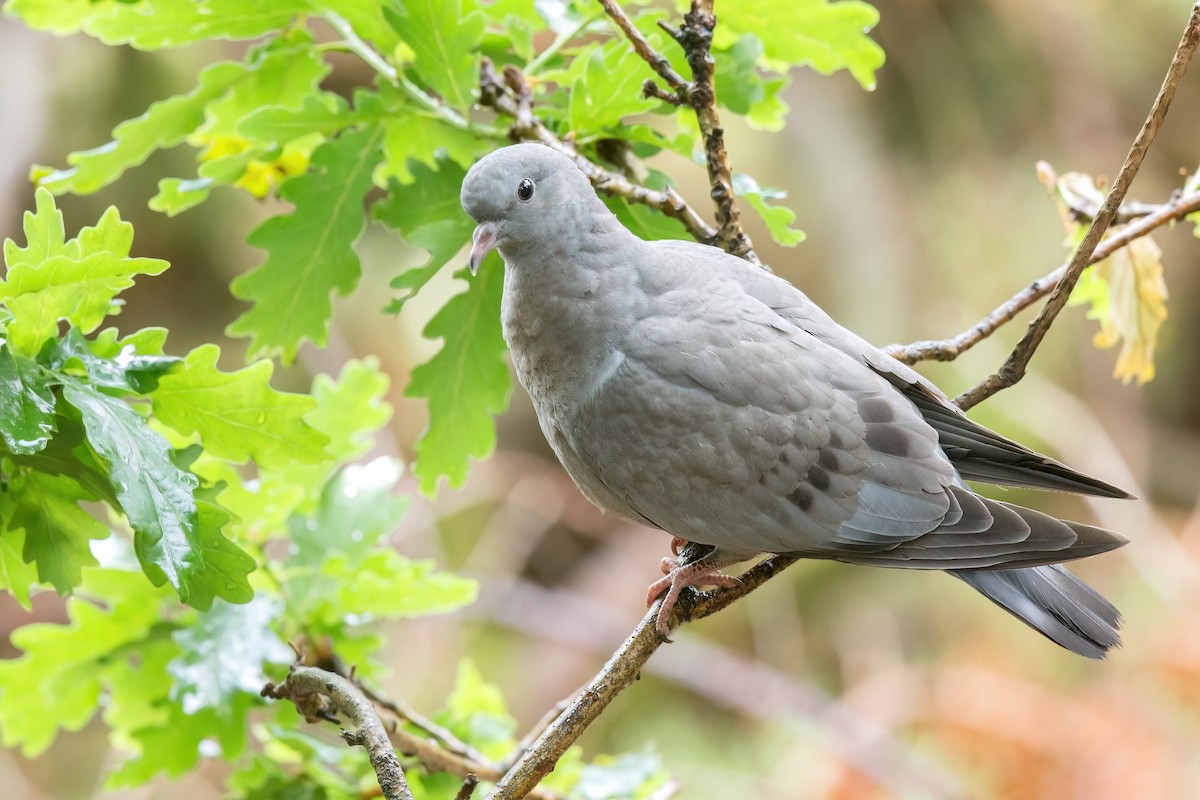 Stock Dove - ML497164221