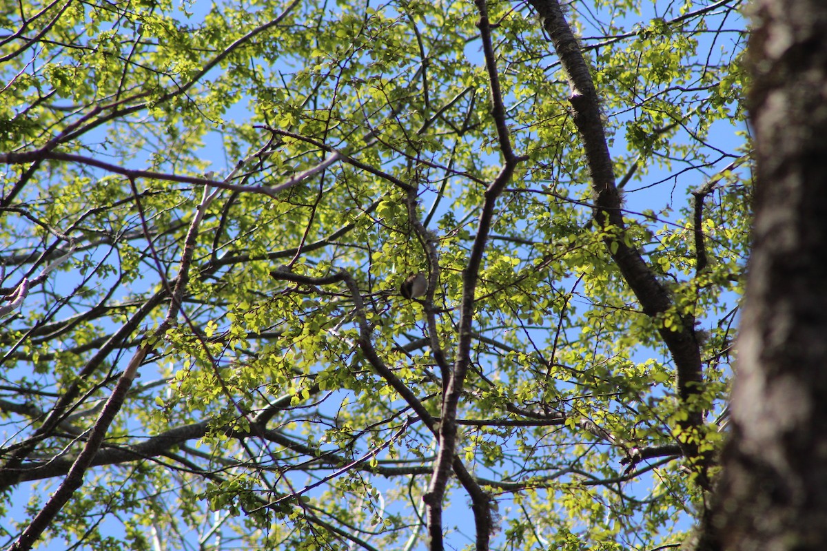 Thorn-tailed Rayadito - Lucas Quivira Flores