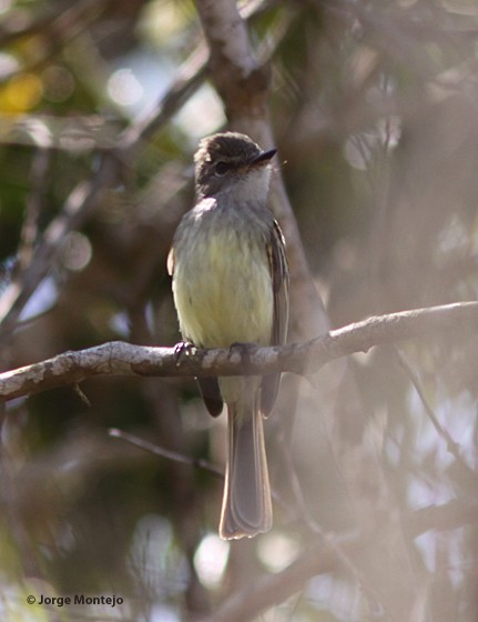 Flammulated Flycatcher - Jorge Montejo