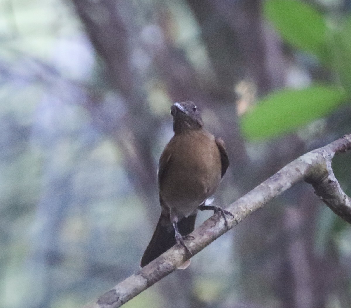 Hauxwell's Thrush - ML497166151