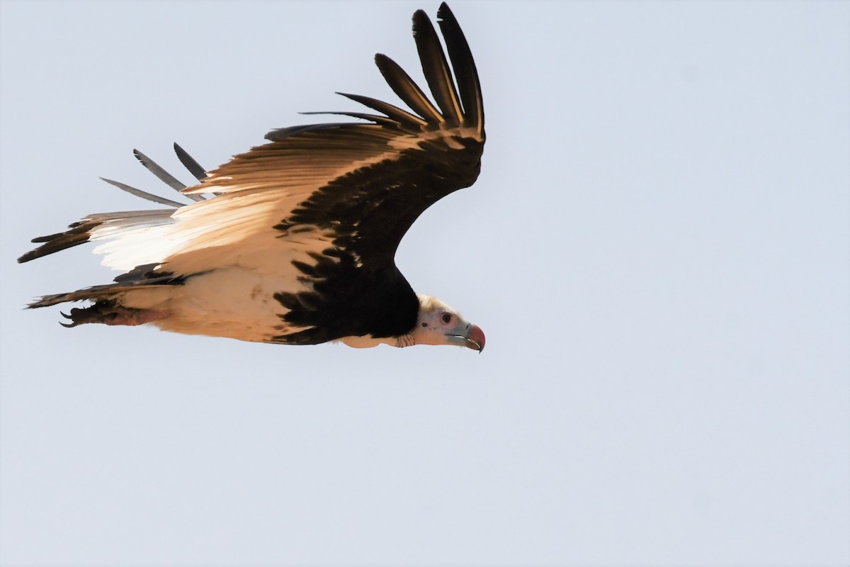 White-headed Vulture - ML497168241