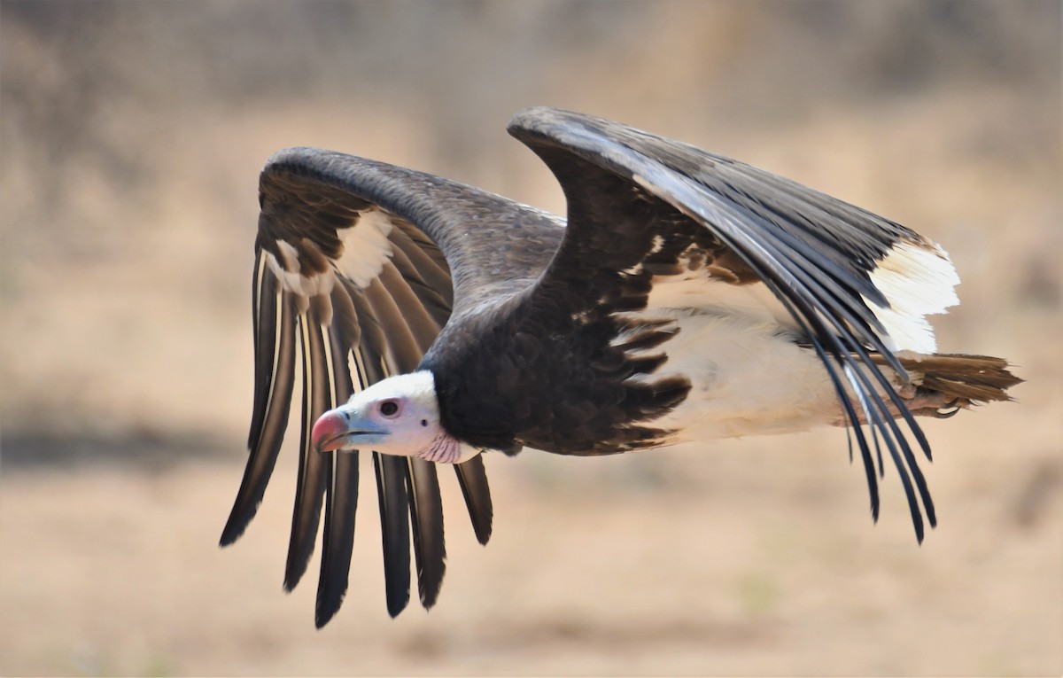 White-headed Vulture - ML497168281