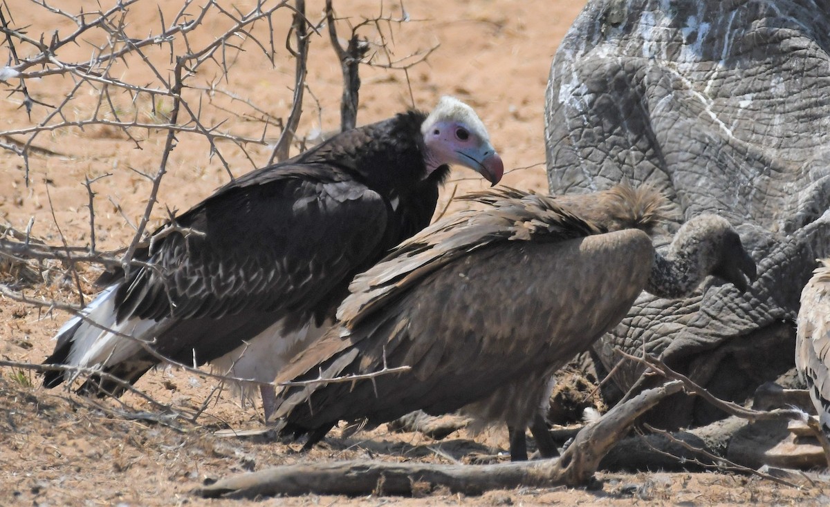 White-headed Vulture - ML497168291