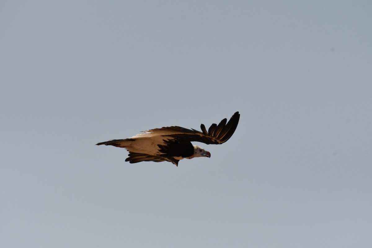White-headed Vulture - ML497168391