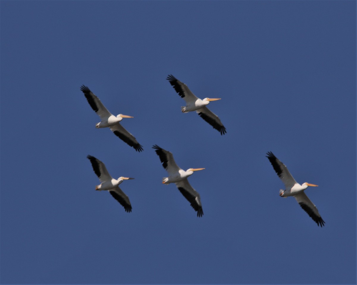 American White Pelican - ML497168651