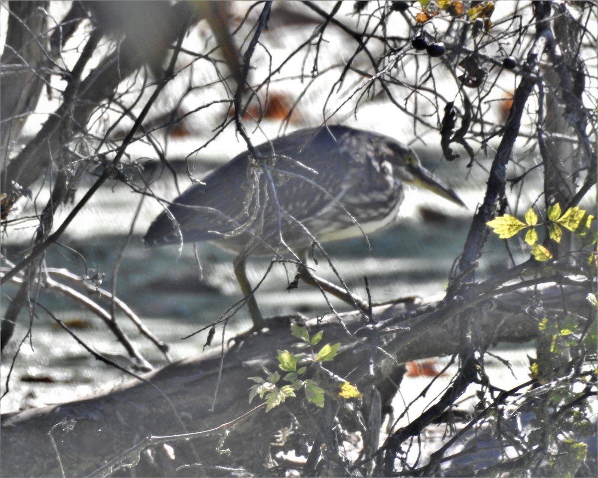 Green Heron - ML497168801