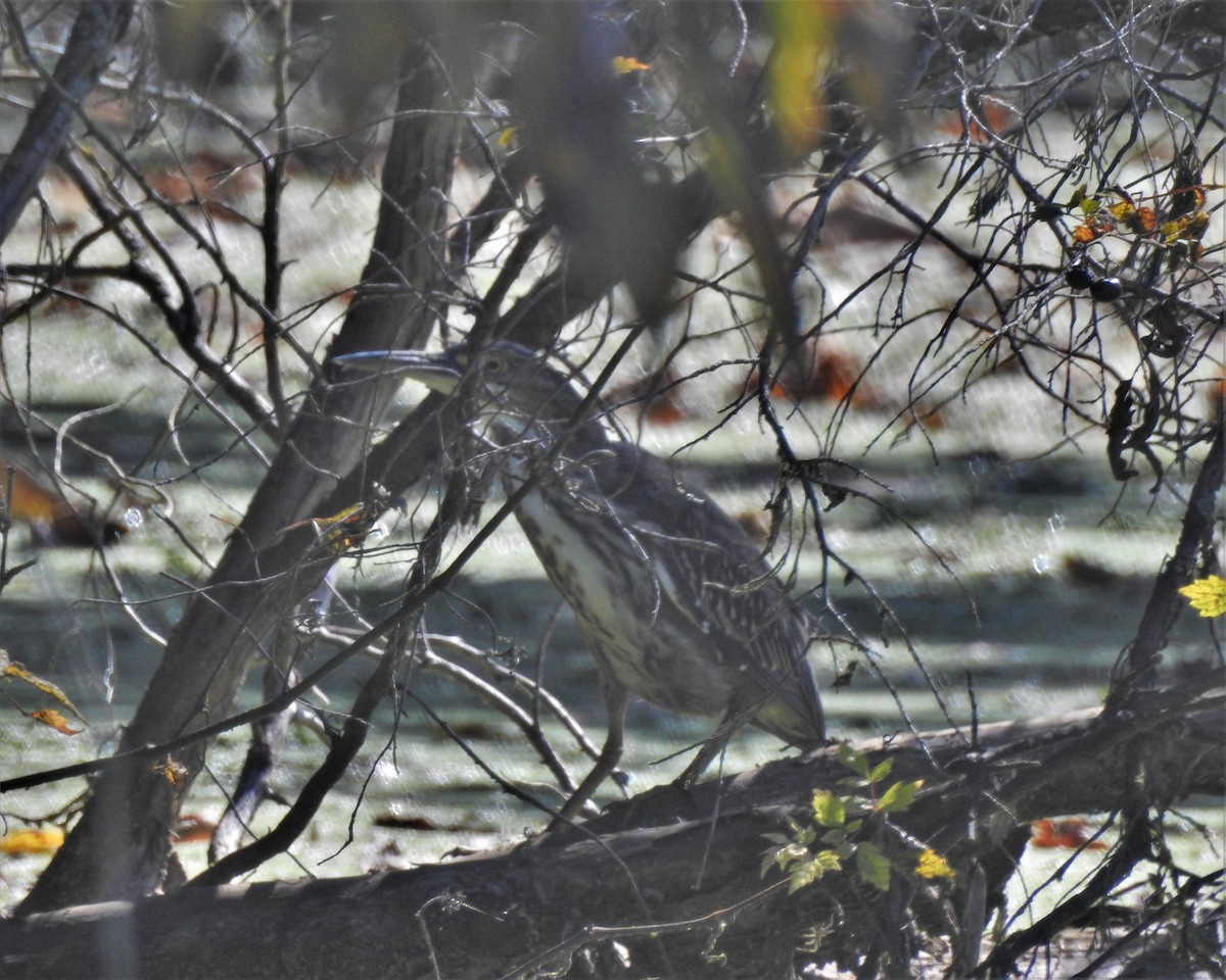 Green Heron - ML497169041