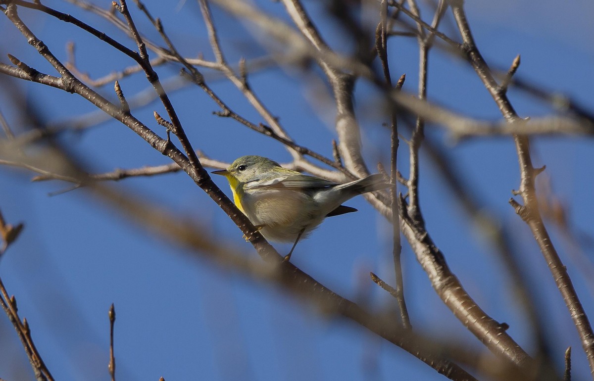 Northern Parula - ML497169101