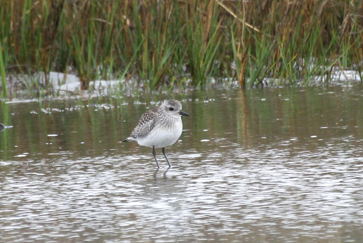 Black-bellied Plover - ML497169951