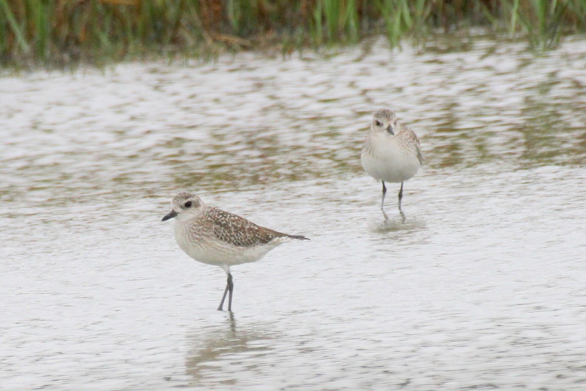 Black-bellied Plover - ML497170221