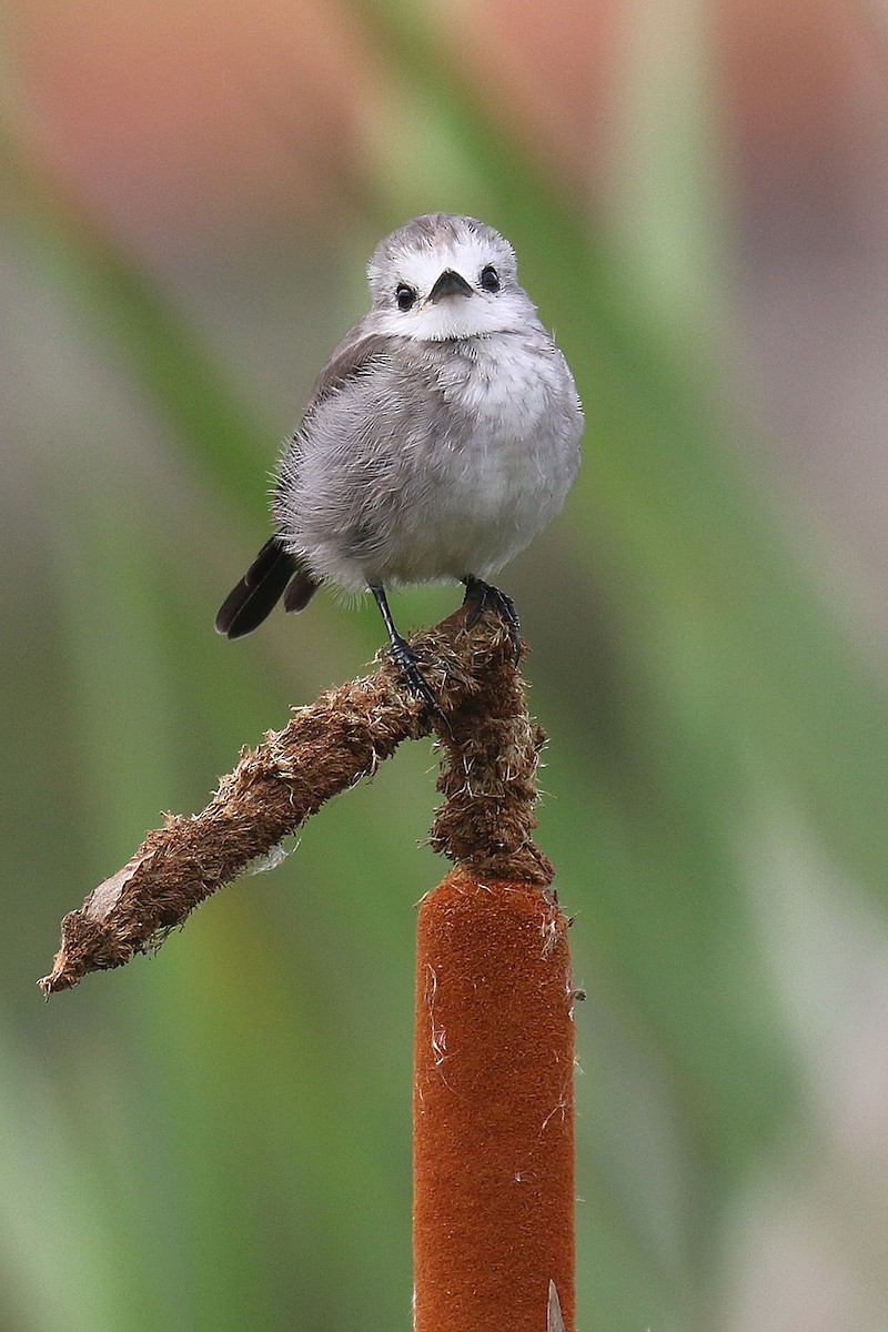 White-headed Marsh Tyrant - ML497171581