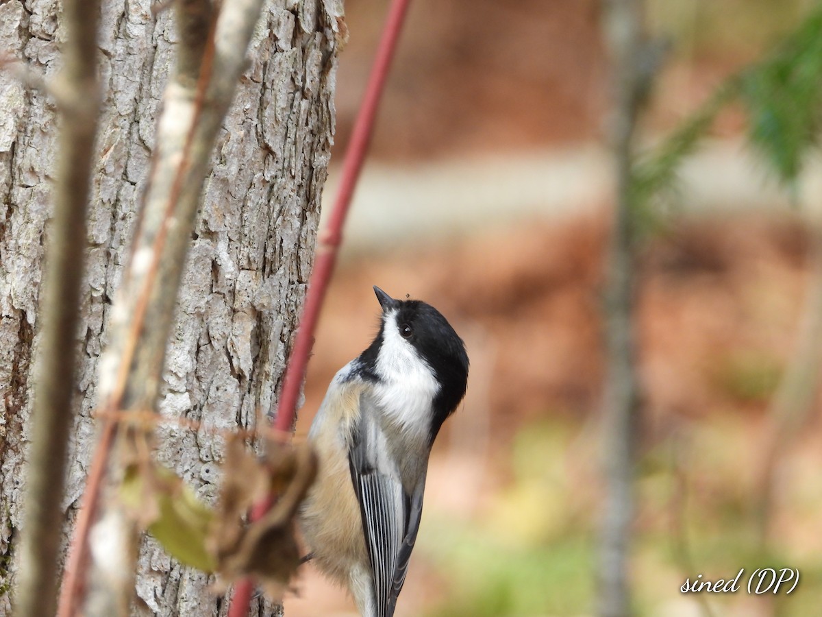 Carbonero Cabecinegro - ML497171621